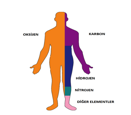 İnsan Vücudundaki Elementlerin Bir Kısmının Dağılımı**