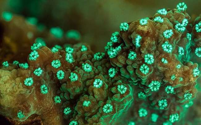 Ultraviyole ışık altında mercan kayalıkları
