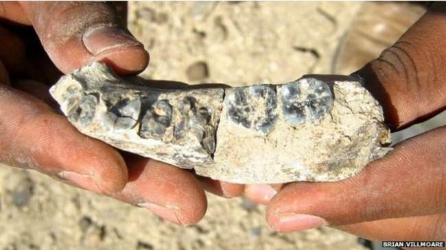 \'İlk insanın\' çene kemiği fosili bulundu