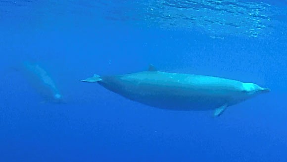 Deniz Biyologları Yeni Bir Gagalı Balina Türü Tanımladı