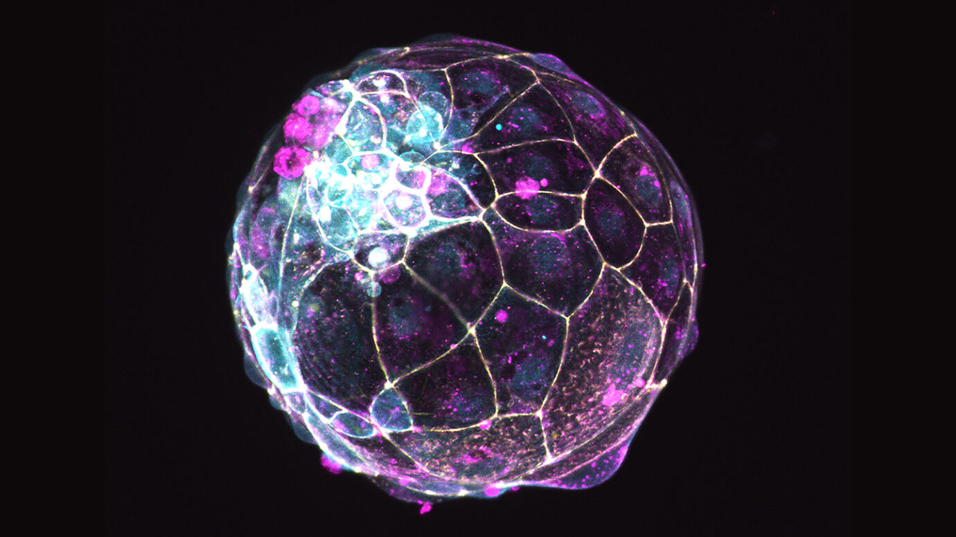 Kök Hücrelerden Yapılan 'Blastoidler' Doğurganlığı İncelemek İçin Yeni Bir Yol Sunuyor