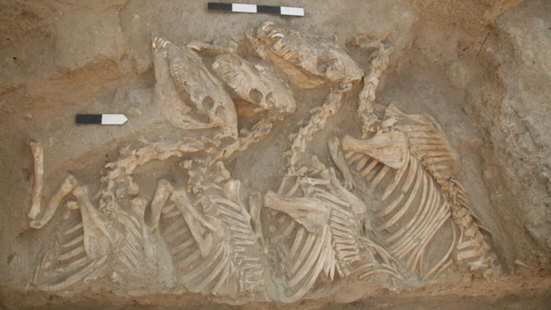 Antik Mezopotamya Kungaları İnsanlar Tarafından Üretilen En Eski Hayvan Melezleridir