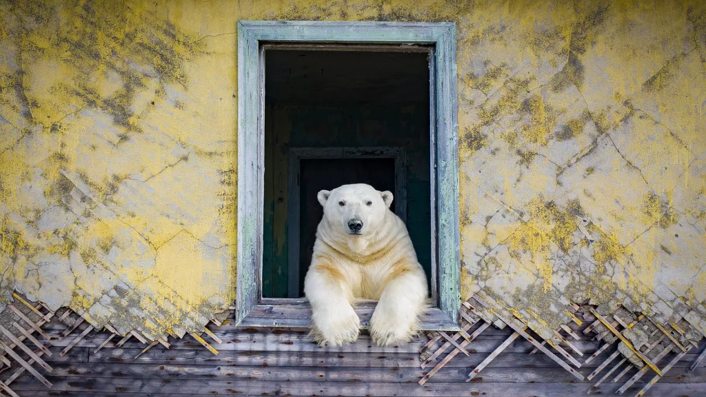 Rusya'nın Kuzey Kutbu'nda, Terkedilmiş Evlerde Yaşayan Kutup Ayıları Fotoğraflandı