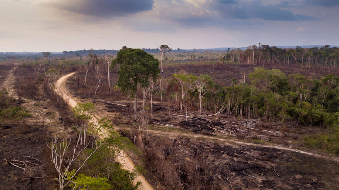 Amazon Yağmur Ormanlarındaki Ormansızlaşma Ocak Ayının En Yüksek Rekoruna Ulaştı