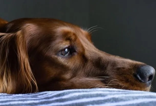 Köpekler, Kaybettikleri Köpek Dostları İçin Yas Tutuyorlar