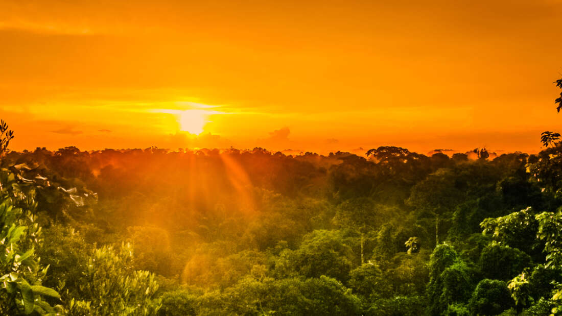 Amazon Yağmur Ormanlarının Çoğu Yok Olmak Üzere