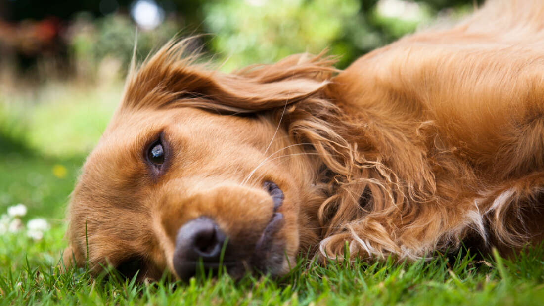 Köpekler Anksiyete Gibi İnsanlara Benzer Duygusal Bozuklukları Yaşayabilirler