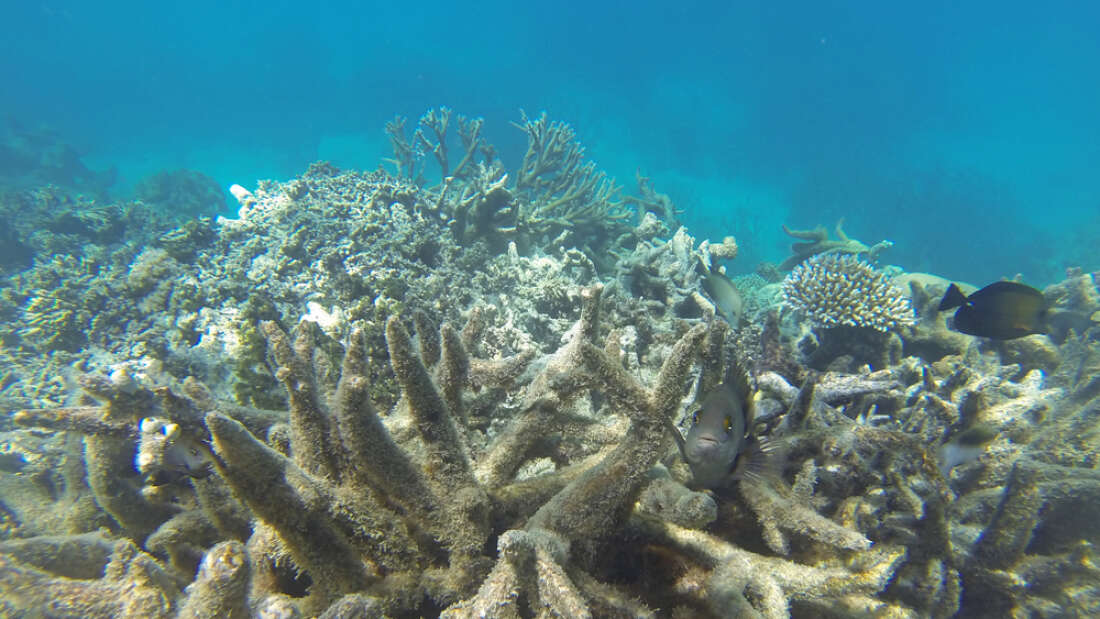 Büyük Bariyer Resifi Başka Bir Toplu Ağartma Olayına Maruz Kalabilir