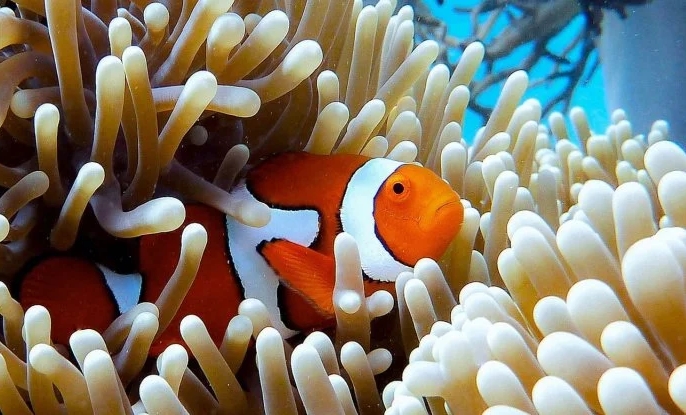 Mercan Resifleri Azaldıkça Balıklar Rengini Kaybediyor