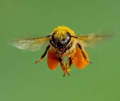 Yapılan Araştırmalara Göre, Bal Arıları Aynanın Üzerinden Uçamıyorlar