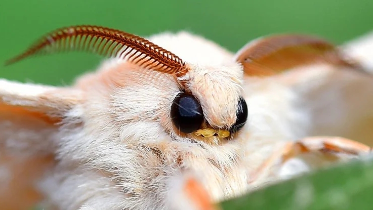 Büyük Böcek Nüfusunu Ölümünün İki Sebebi Sonunda Belirlendi