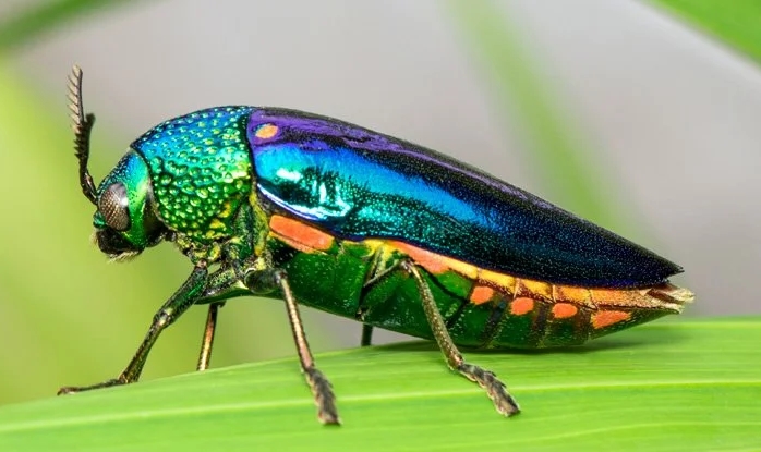 Doğal Seleksiyonun, Bazı Böceklerde Neden Parlak Renkleri Öne Çıkardığını Artık Biliyoruz