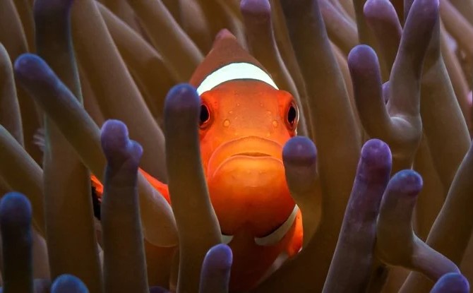 Mercan Resifleri Su Altında Bir Ses Üretiyor ve Bu Ses Onları Kurtarmamıza Yardımcı Olabilir
