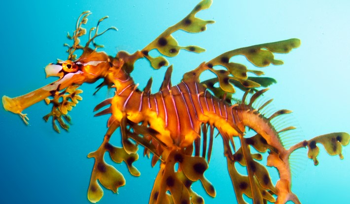 Eşsiz Bir Canlı Olan Deniz Ejderhalarının Evrimi ve Gelişimi