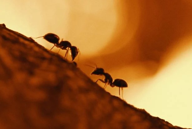 Karınca Kolonileri Bir Sinir Ağı Gibi Davranıyor