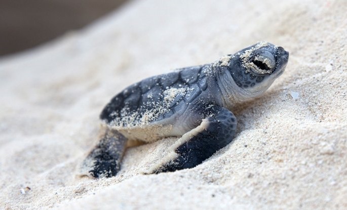 Florida'daki Bebek Deniz Kaplumbağalarının Tamamı Dişi ve Bu Durum Türü Tehlike Altında Bırakabilir