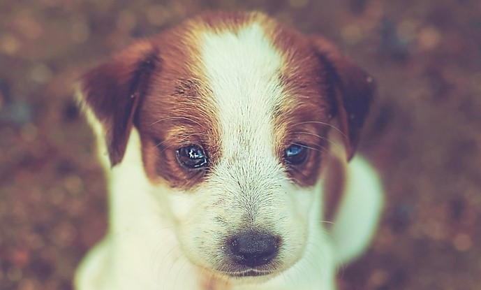 Köpekler Sahipleriyle Yeniden Bir Araya Geldiklerinde Sevinç Gözyaşları Döküyor