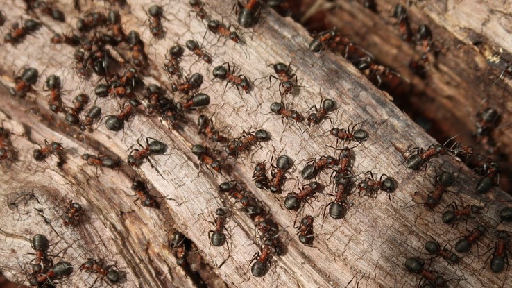 Dünya’da Kaç Karınca Yaşıyor?