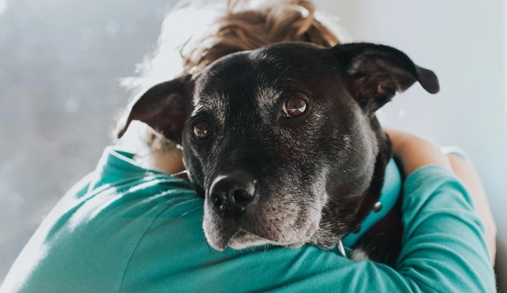 Köpeğinizi Sevmenin Ön Lobunuz Üzerinde Olumlu Bir Etkisi Var