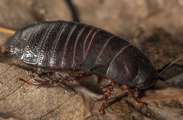 'Soyu Tükenmiş' Bir Avustralya Hamamböceği 80 Yıl Sonra Yeniden Ortaya Çıktı