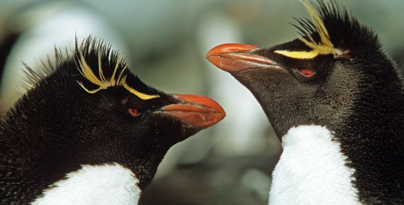 Bu Penguenler İlk Yumurtalarını Gizemli Bir Şekilde Terk Ediyorlar