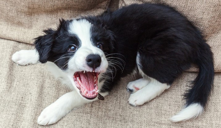 Köpekler Pek Çok Sebepten Saldırgan Olabilir ve Bu Sebeplerden Biri Sizsiniz