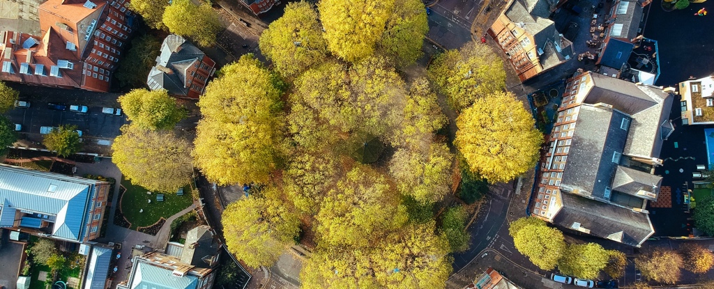 Bilim İnsanları, Şehirlerde Daha Fazla Ağaç Dikmenin Binlerce Hayat Kurtaracağını Belirtiyor