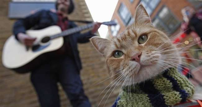 Kedilerin özel müzik zevkleri olduğu ortaya çıktı!