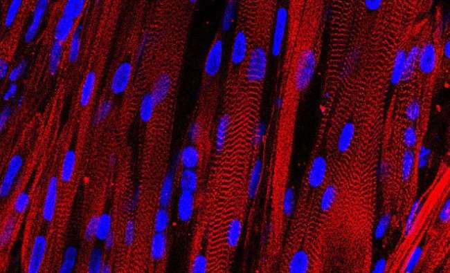 Laboratuvarda İlk Kasılabilen Kas Hücresi Üretildi