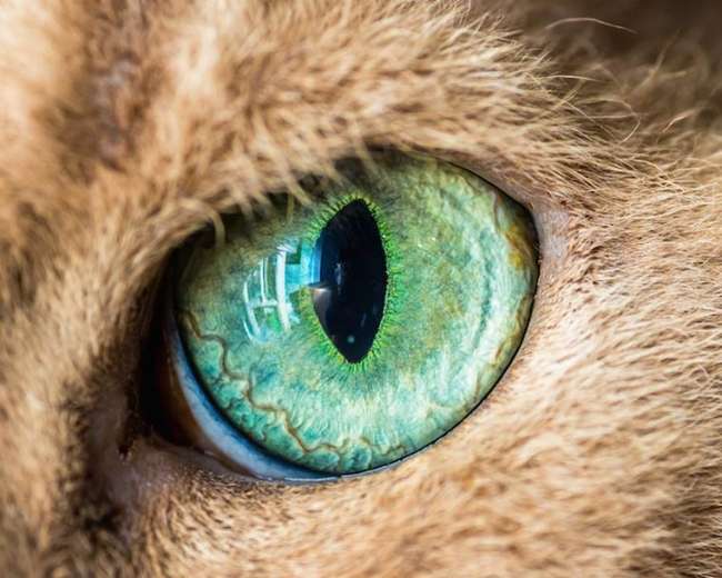 Kedilerin gözlerine hiç bu kadar yakından baktınız mı?