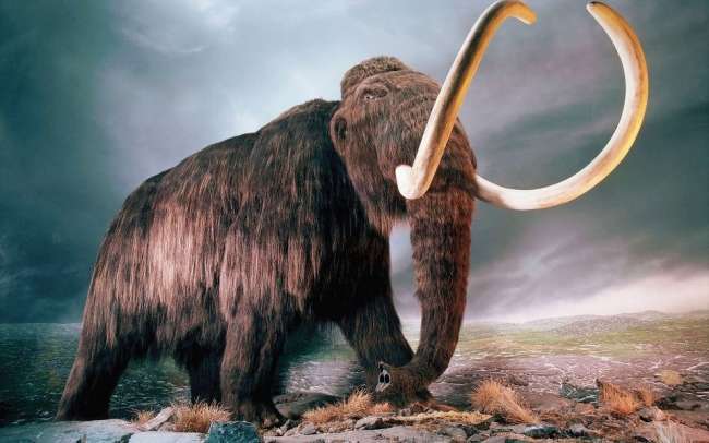 40,000 Yıllık Mamutun Kanı Sayesinde Mamut Klonlanacak