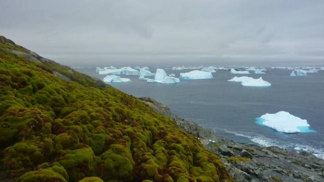 Antarktika İklim Değişikliği İle Yeşilleniyor