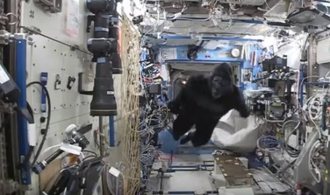 Uluslararası Uzay İstasyonu'nda Goril Şakası