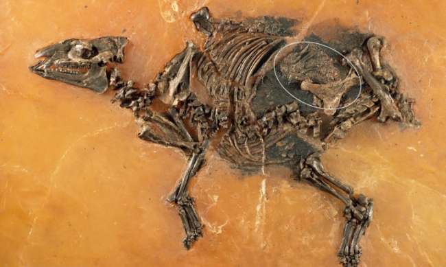 Almanya'da bulunan at fosili 48 milyon yıllık çıktı