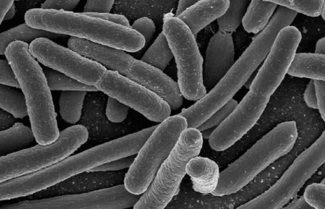 Bakteriler Sayesinde Süper Akışkan Üretildi