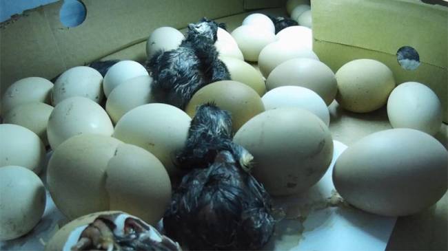 Civcivlerin Yumurtadan Çıkış Anı