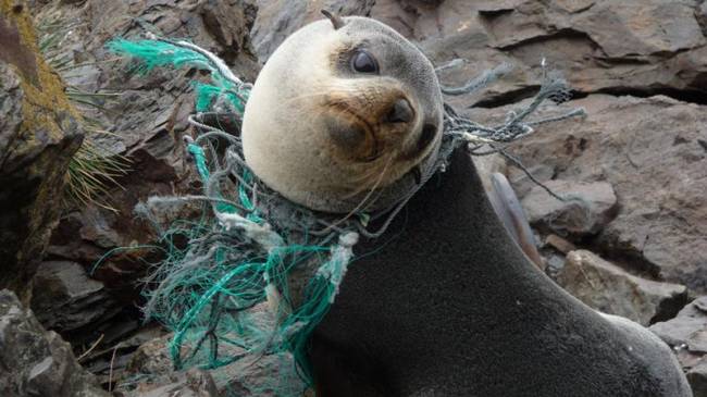 Plastiğin deniz canlıları üzerindeki korkunç sonuçları