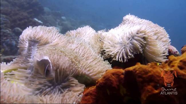 Deniz canlıları ile su altında kısa bir yolculuğa ne dersiniz?