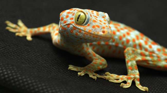 Gecko Kertenkelesi ve Geckoları Taklit Eden Teknolojiler