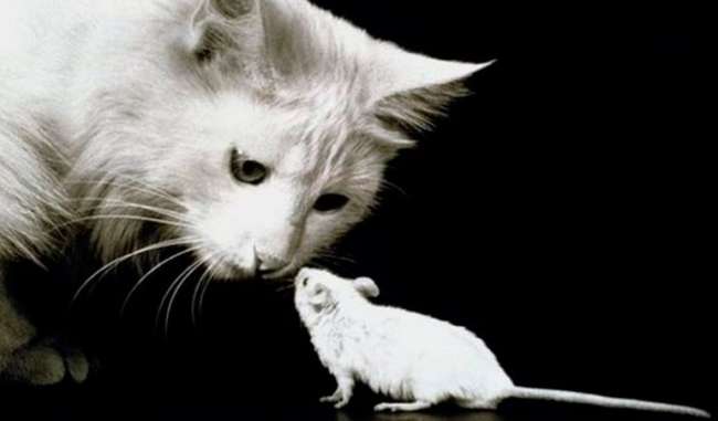 Kediler farelere karşı kimyasal silah kullanıyor