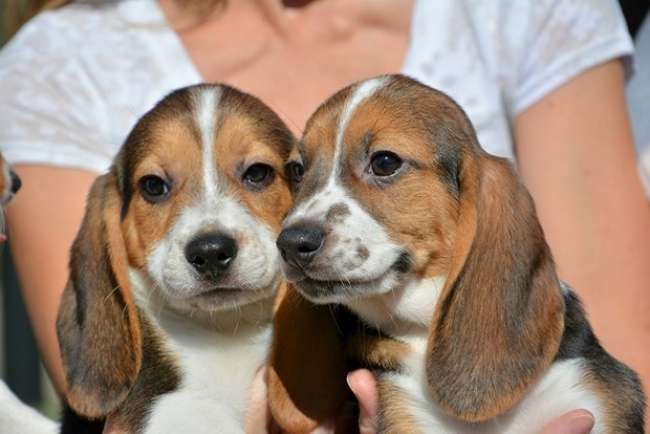 Dünyanın ilk köpek tüp bebekleri