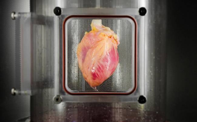 Kök hücreden çalışan kalp üretildi