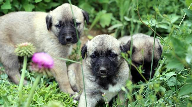 Köpekler kelimeleri ayırt edebiliyor