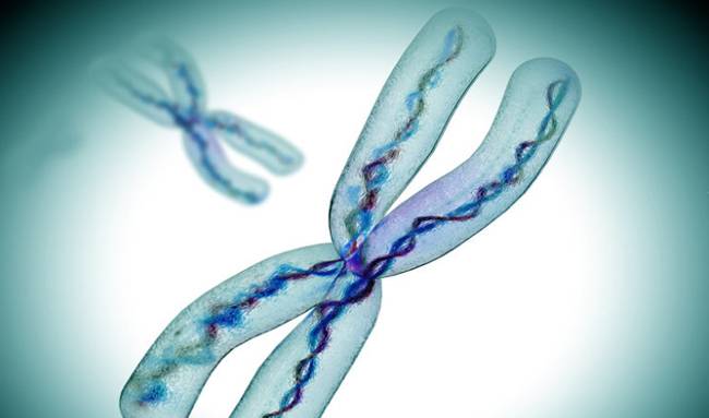 Kromozomun Sadece Yarısı DNA’dan Oluşuyor