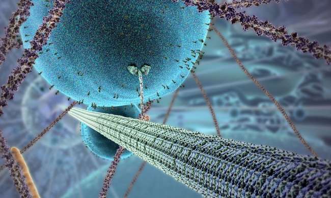 Hücrede Yürüyen Nano Robotlar: Motor Proteinler