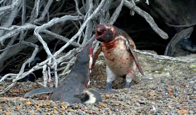 Eşini Başka Bir Erkekle Yakalayan Penguenin Trajediye Dönüşen Mücadelesi