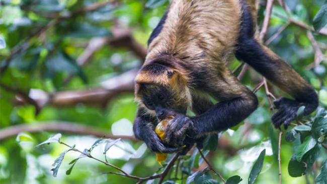 Primatlarda Beyin Gelişiminin Sorumlusu Meyveler Mi?