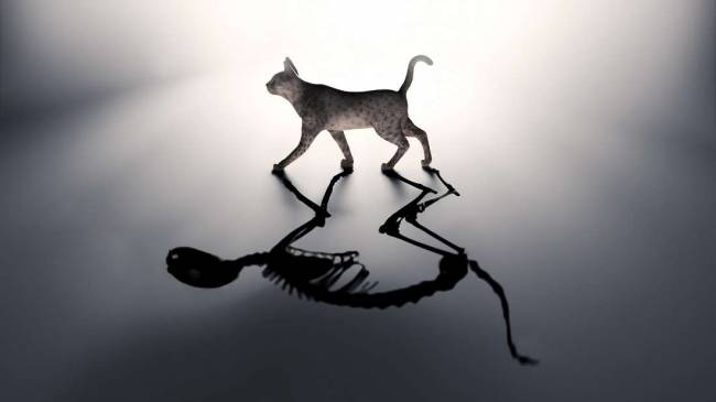 Schrödinger’in Kedisi deneyi kedilere zarar vermeden yapılabilir