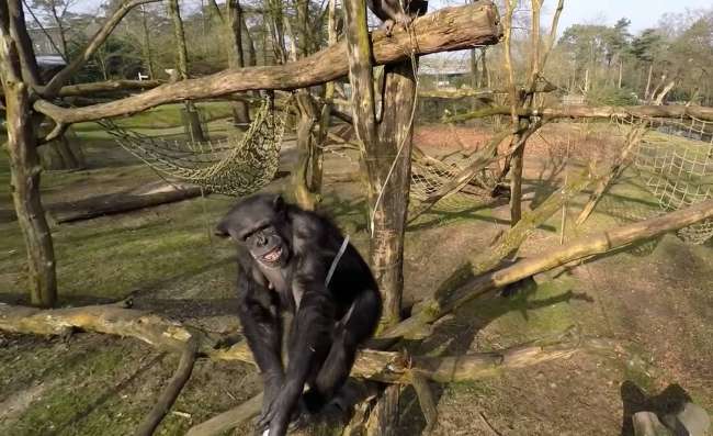 Şempanze Onu Görüntüleyen Bir Drone’u Düşürdü